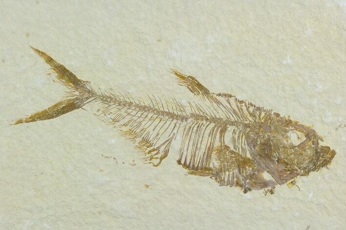 Fossil Fish (Diplomystus) - Green River Formation #122786